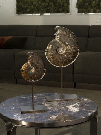 Ammonite on nickl plated brass base