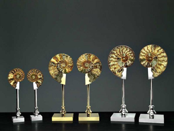Fossil shell pairs on silver or gold plated metal base